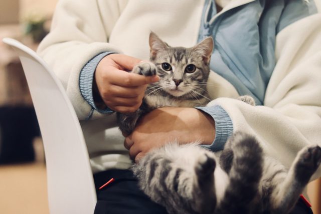 Photo by Werzk Luuuuuuu person holding silver tabby cat
