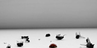 a group of flies sitting on top of a table
