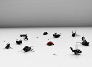 Why Is Ongoing Pest Prevention More Effective Than One-Time Treatments? a group of flies sitting on top of a table