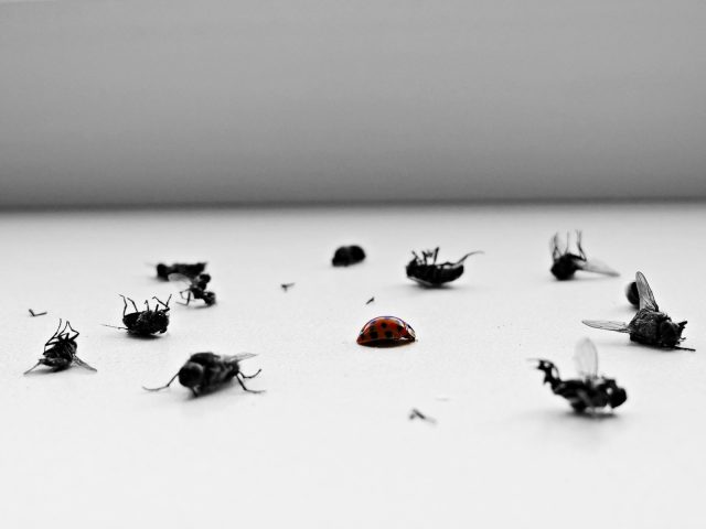 Photo by Nikoletta Bódis a group of flies sitting on top of a table