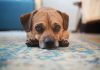 What’s the Safest Way to Ease Separation Anxiety? a brown dog laying on a blue rug