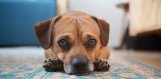 a brown dog laying on a blue rug