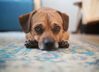 a brown dog laying on a blue rug