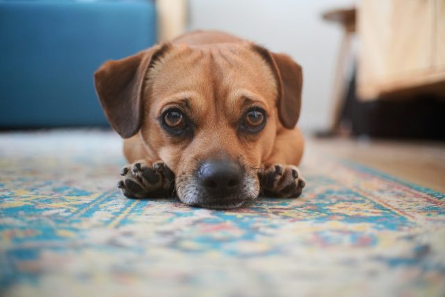 Photo by Tomas Bankauskas a brown dog laying on a blue rug