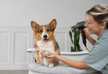 5 Grooming Tips Every First-Time Pet Owner Should Know