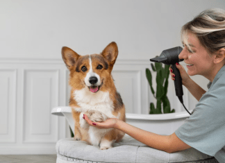 5 Grooming Tips Every First-Time Pet Owner Should Know