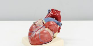 a model of a human heart on a white surface
