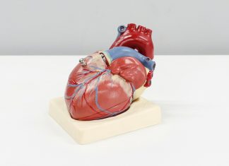 a model of a human heart on a white surface