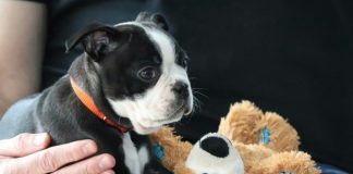 a small black and white dog sitting next to a teddy bear