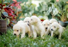 a group of puppies are standing in the grass