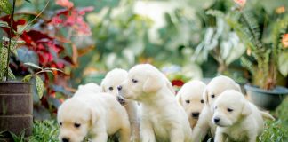 a group of puppies are standing in the grass