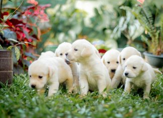 a group of puppies are standing in the grass