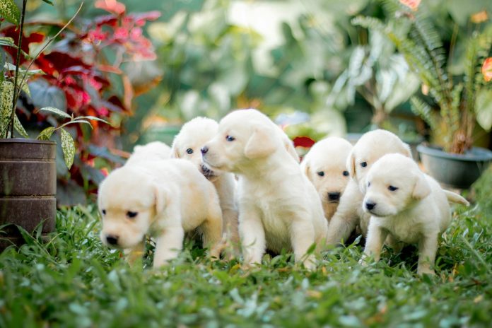 Photo by Chathura Anuradha Subasinghe a group of puppies are standing in the grass