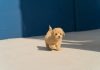 Smart Questions to Ask Before Committing to Any Puppy Purchase brown long coated small dog