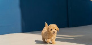brown long coated small dog