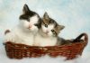 Getting a Kitten for an Older Cat: How to Choose the Right Breed two silver tabby kittens