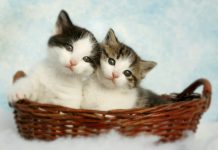 two silver tabby kittens