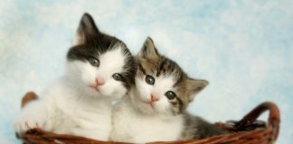 two silver tabby kittens
