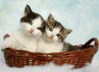 two silver tabby kittens