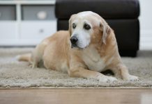 yellow labrador retriever lying on floor
