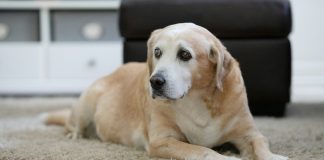 yellow labrador retriever lying on floor