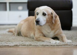 Senior Dog Joint Health: What Changes Before the Limp yellow labrador retriever lying on floor