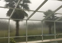 What Matters Most When Experts Design Pool Enclosures in Florida a swimming pool with a view of a palm tree