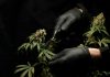 How To Grow Cannabis Seeds According To The Season person in black leather gloves holding green plant
