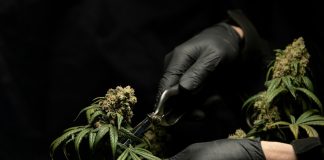 person in black leather gloves holding green plant